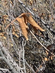 Ungnadia speciosa