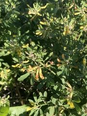 Acmispon dendroideus traskiae