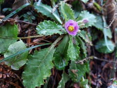 Primula bracteosa