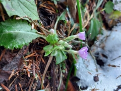 Primula bracteosa