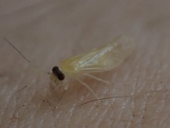 Valenzuela indicator