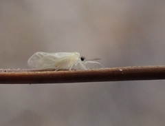 Valenzuela indicator