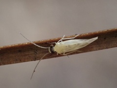 Valenzuela indicator