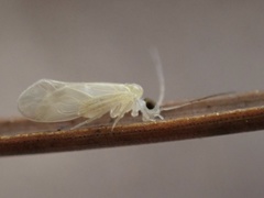 Valenzuela indicator