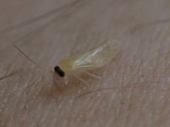 Valenzuela indicator