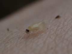 Valenzuela indicator