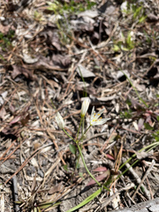 Nothoscordum bivalve image