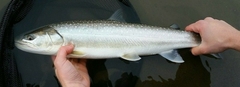 Salvelinus confluentus