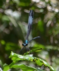 Psolodesmus mandarinus