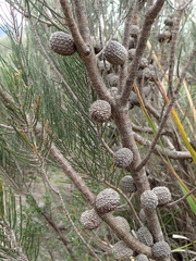 Allocasuarina nana