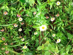 Erigeron karvinskianus