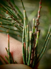 Allocasuarina nana