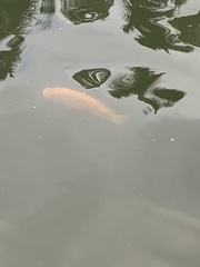 Amphilophus citrinellus