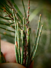 Allocasuarina nana