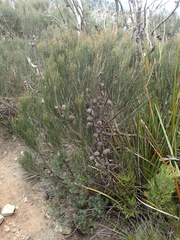 Allocasuarina nana