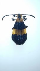 Calopteron bifasciatum