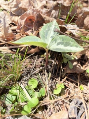 Trillium underwoodii