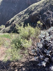 Castilleja grisea