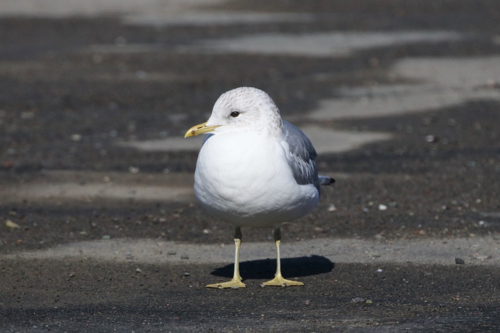 European Common Gull