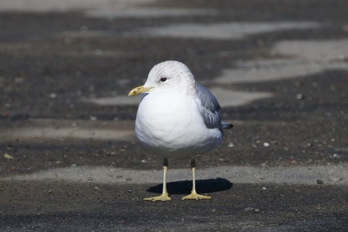 European Common Gull