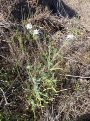 Cryptantha kinkiensis
