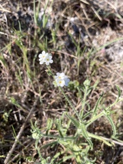 Cryptantha kinkiensis