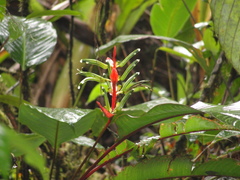 Heliconia acuminata