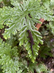 Pseudogonatodes guianensis