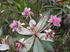 Archytaea triflora