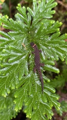 Pseudogonatodes guianensis