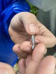 Pseudogonatodes guianensis