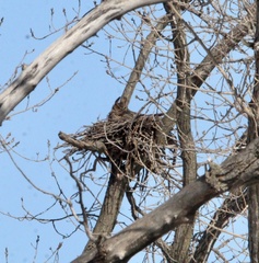 Bubo virginianus virginianus