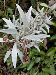 Senecio niveoaureus
