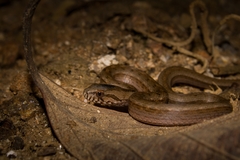 Mesotes strigatus