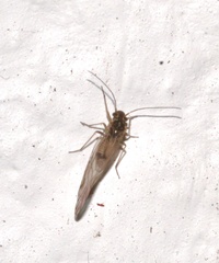Lachesilla
