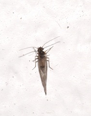 Lachesilla