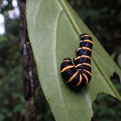 Methona confusa psamathe