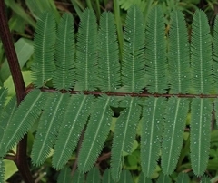 Mimosa sensitiva