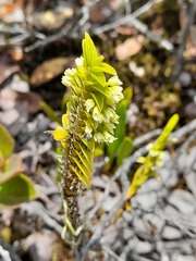 Fernandezia crystallina