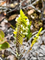 Fernandezia crystallina