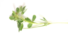 Trigonella foenum-graecum