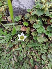 Gentianella limoselloides