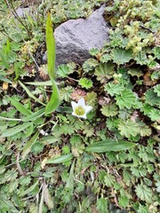 Gentianella limoselloides