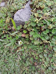 Gentianella limoselloides