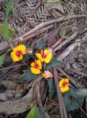 Platylobium triangulare