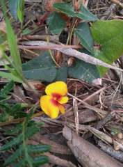 Platylobium triangulare