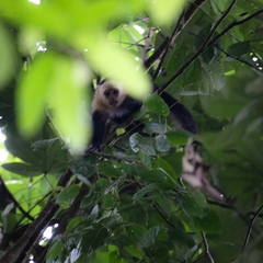 Cebus capucinus capucinus