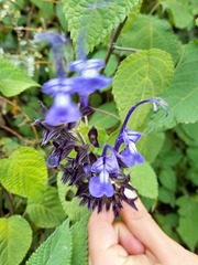 Salvia pichinchensis
