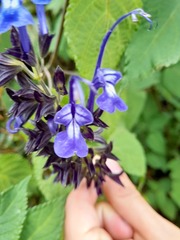 Salvia pichinchensis