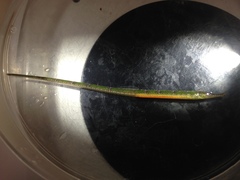 Hippichthys cyanospilos